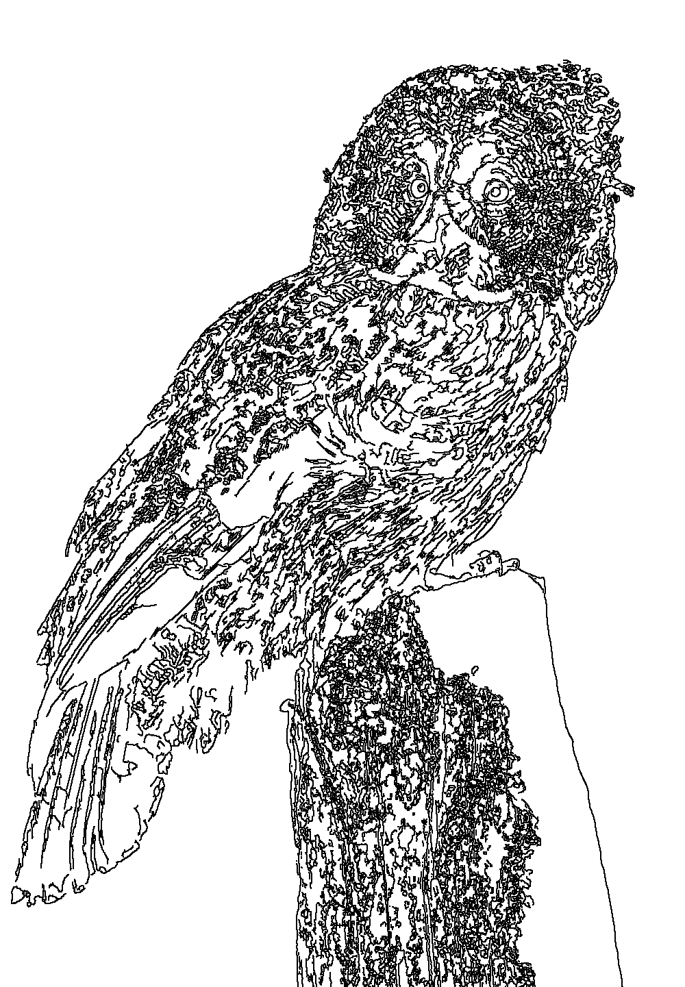 Owl 160