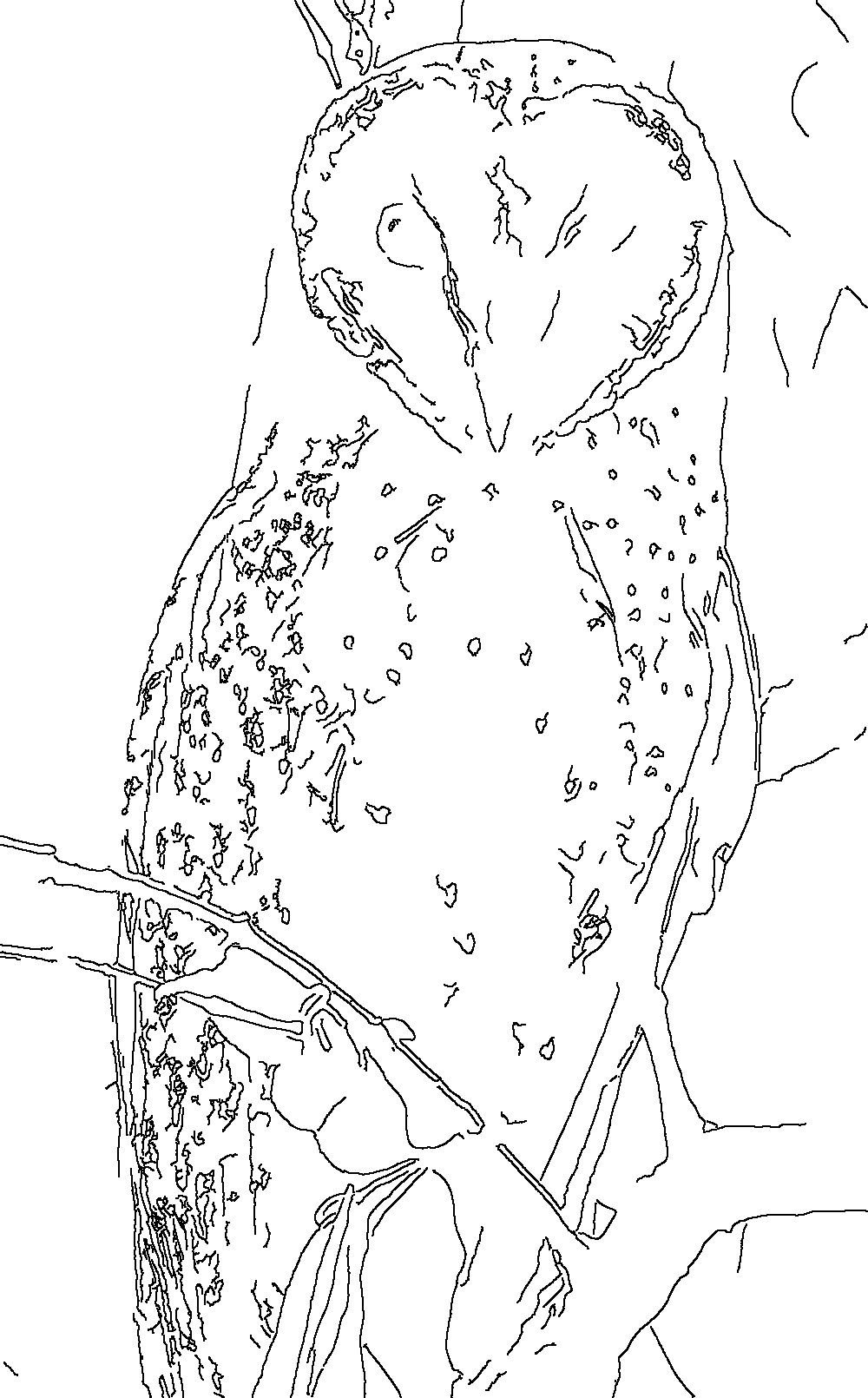 Owl 163