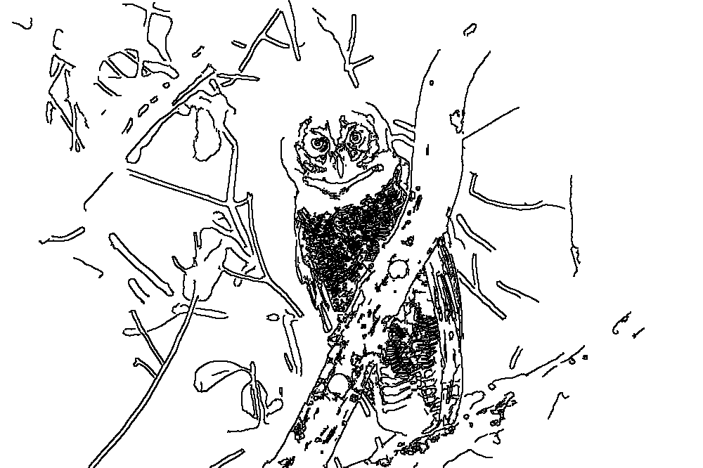 Owl 168