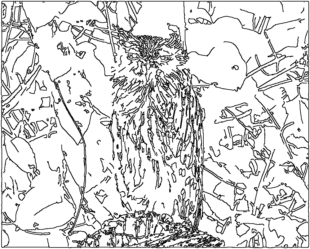 Owl 169