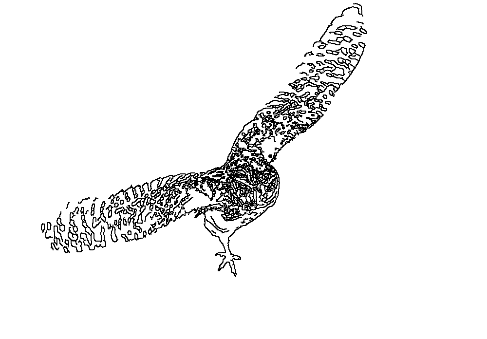 Owl 171