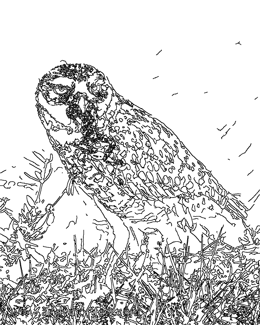 Owl 173