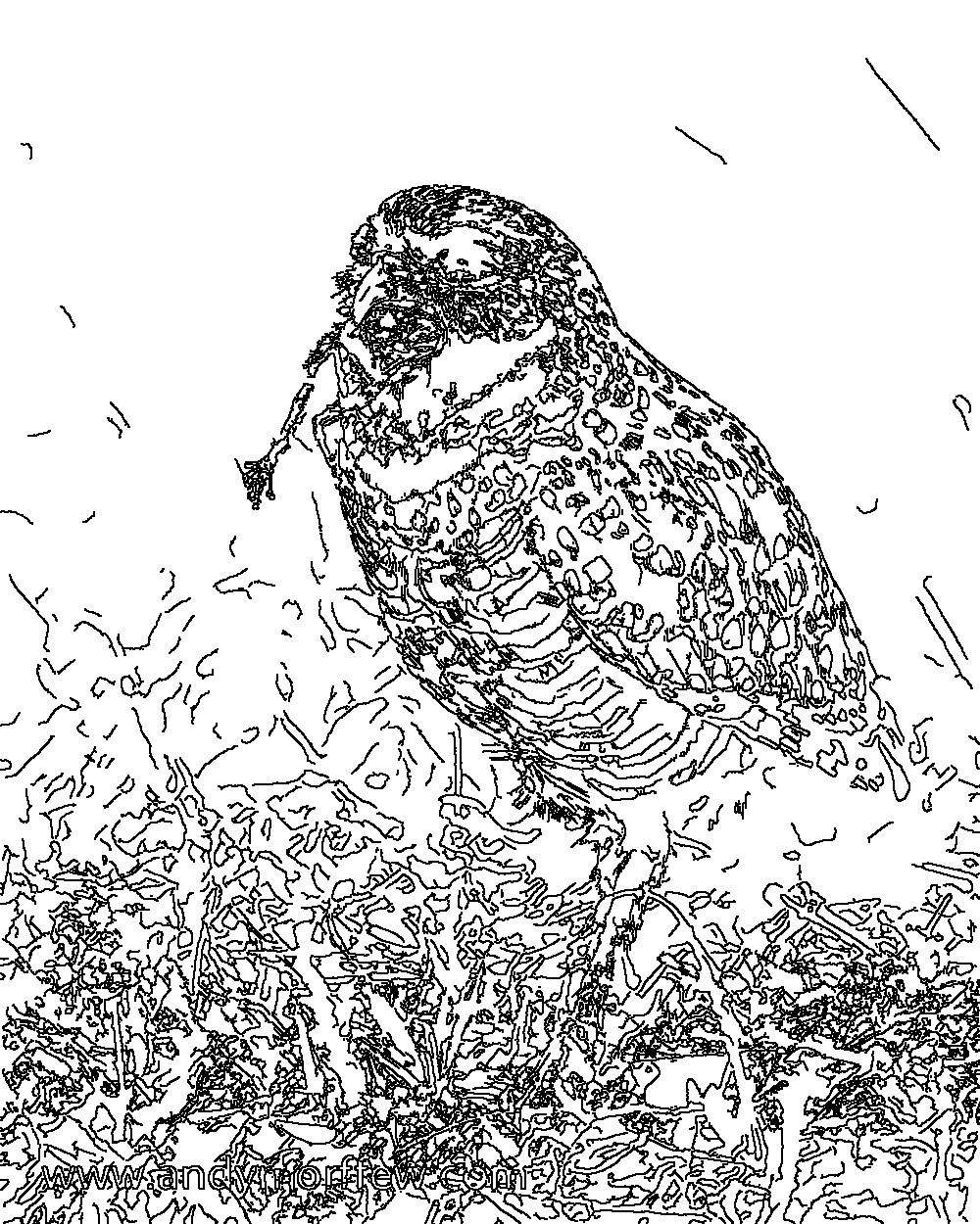 Owl 174
