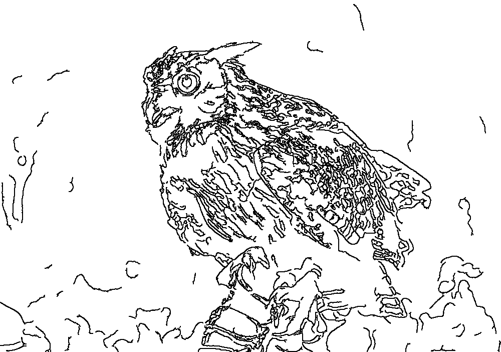 Owl 177