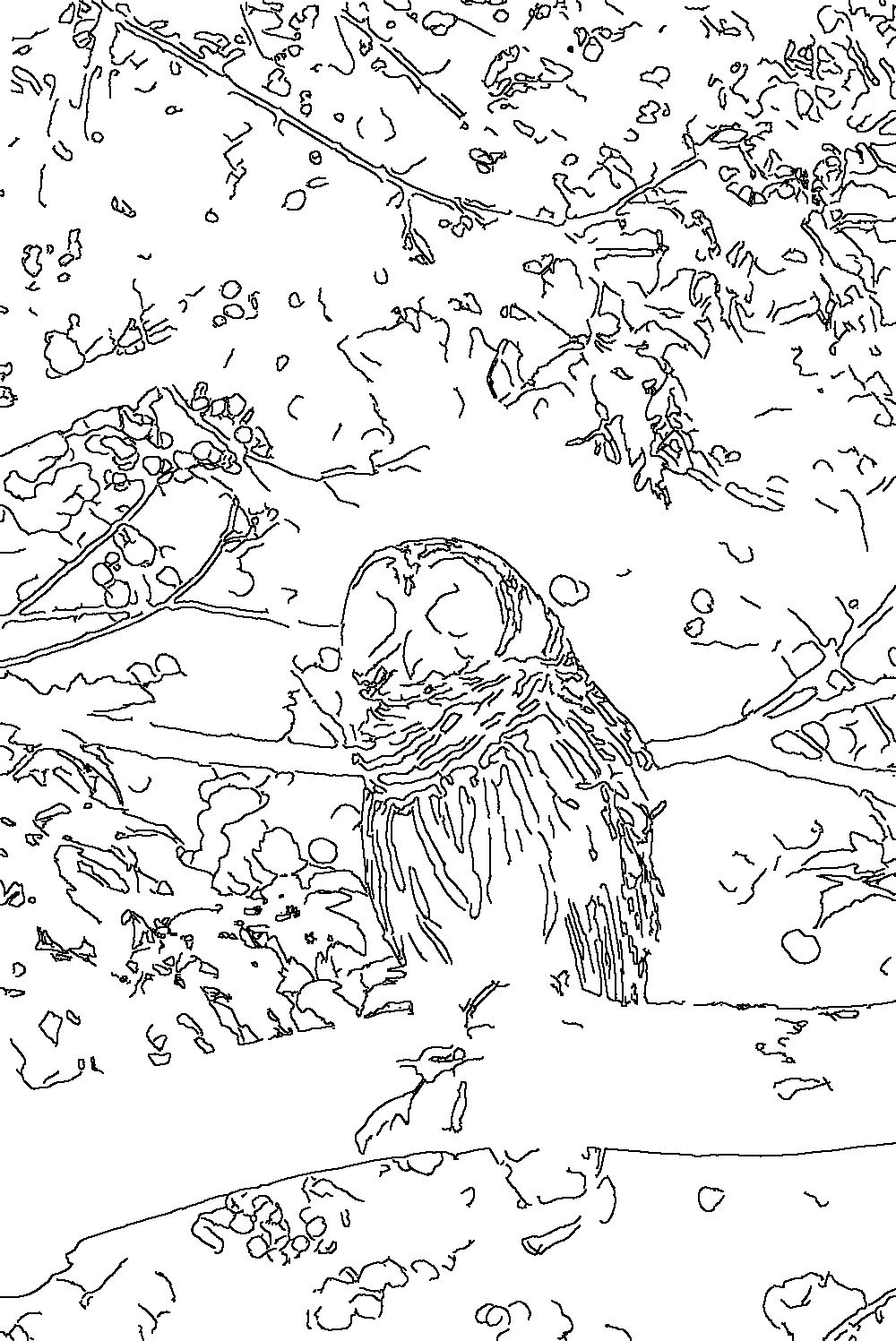 Owl 182