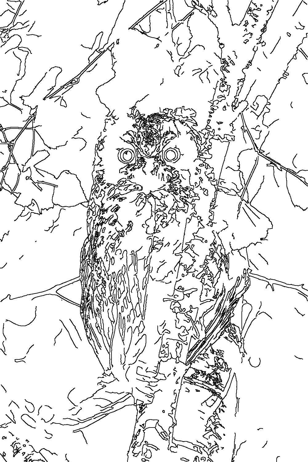 Owl 184