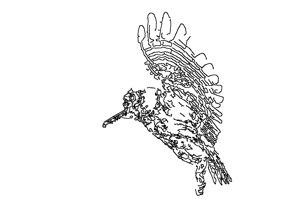 Owl 186