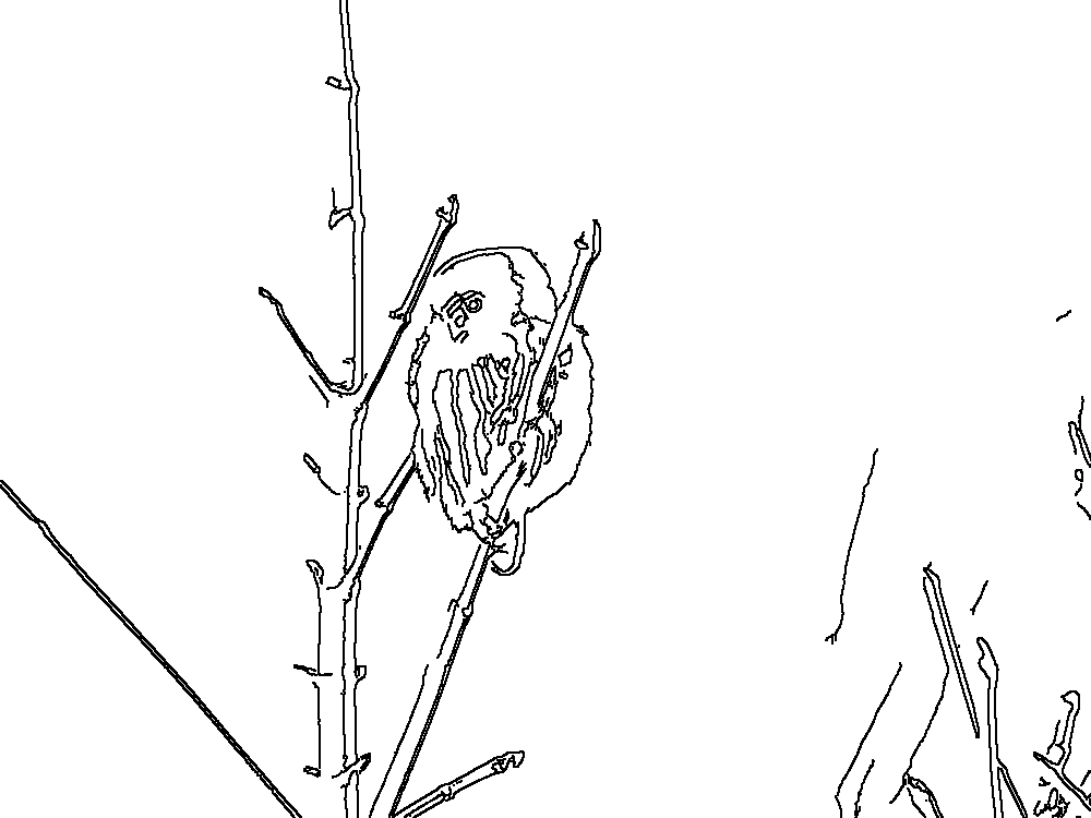 Owl 187