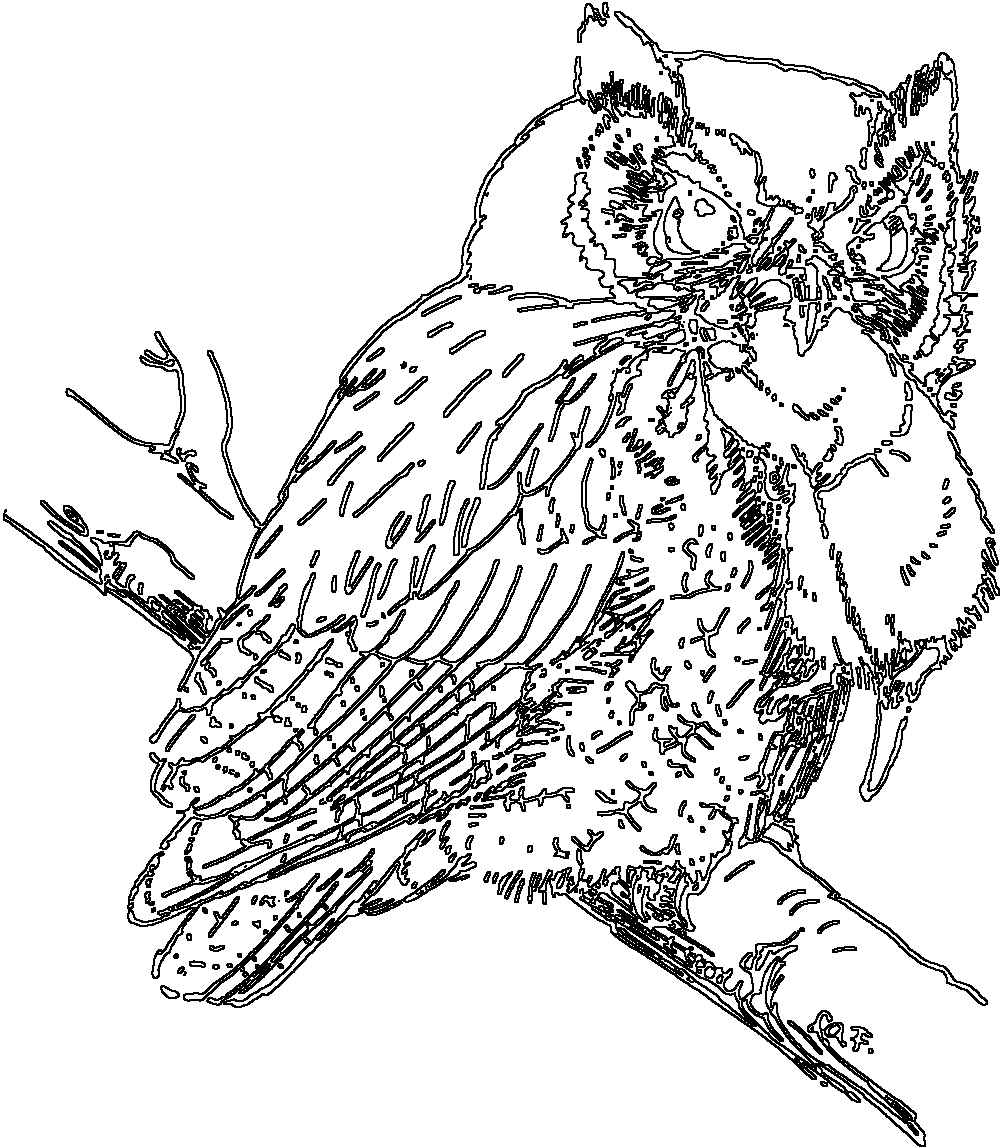 Owl 194
