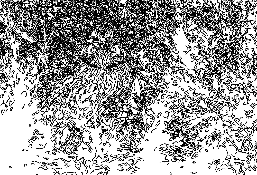 Owl 196
