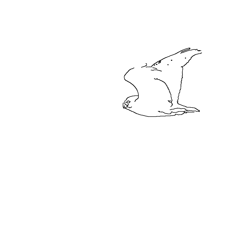 Owl 197