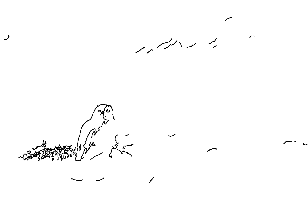Owl 198