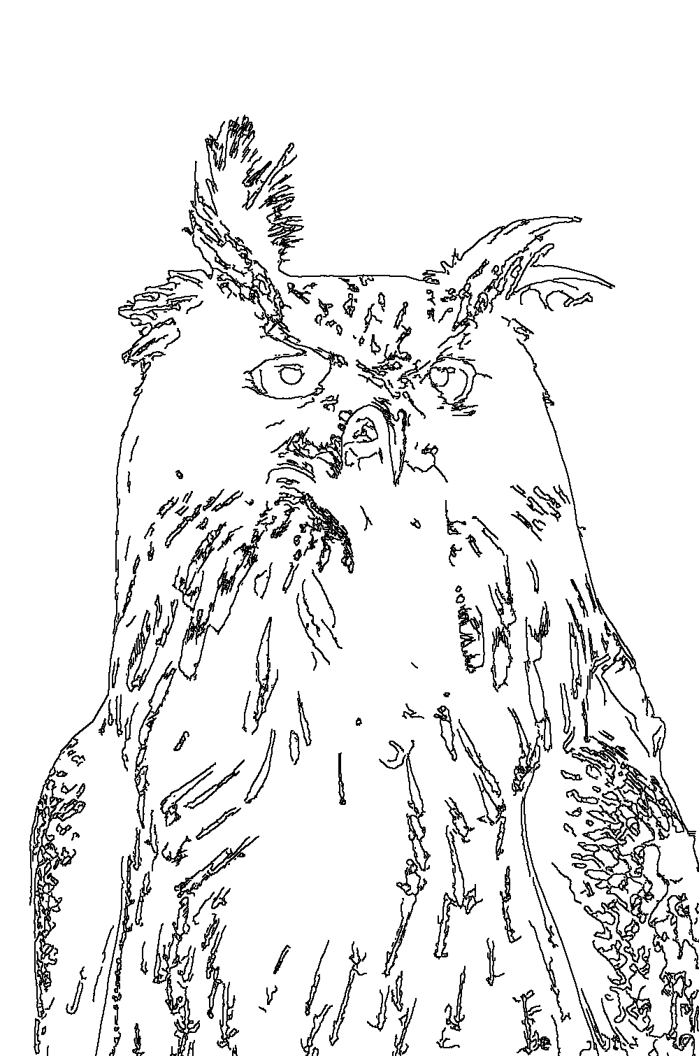 Owl 205