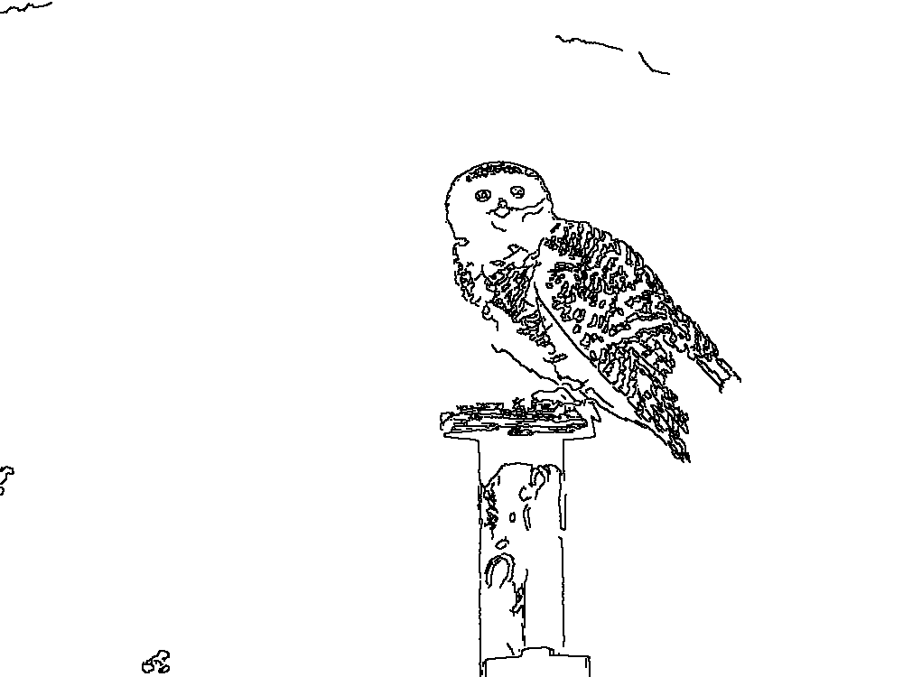 Owl 207