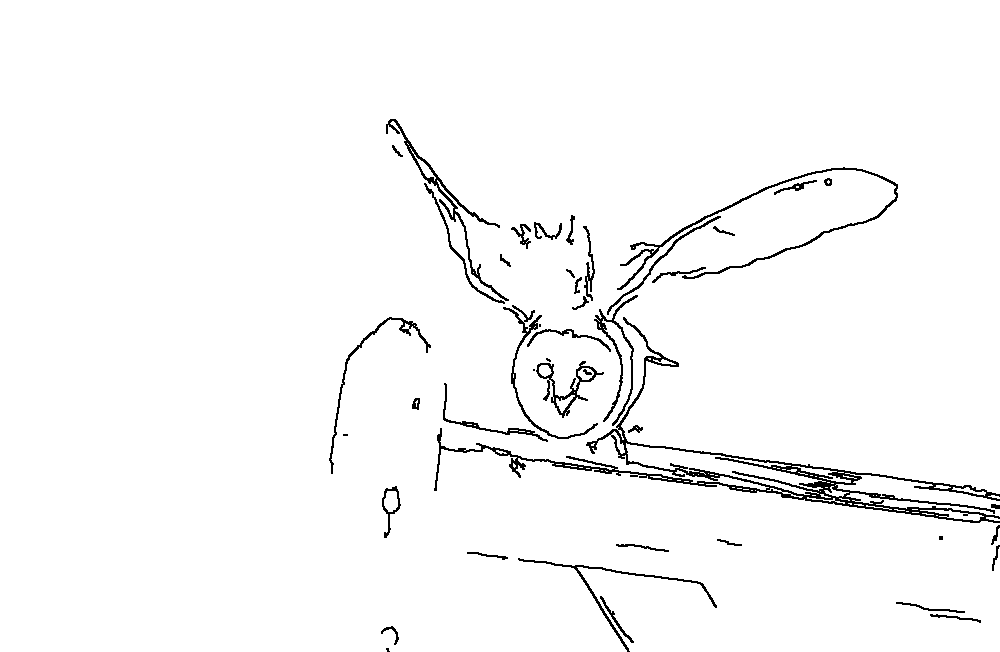 Owl 212