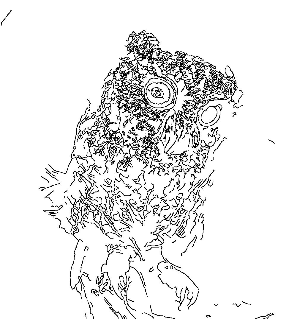 Owl 224
