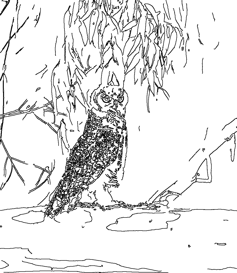 Owl 228