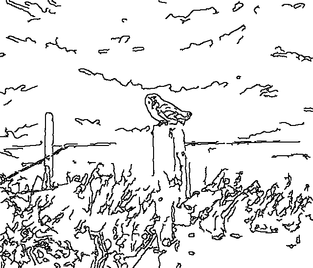 Owl 239