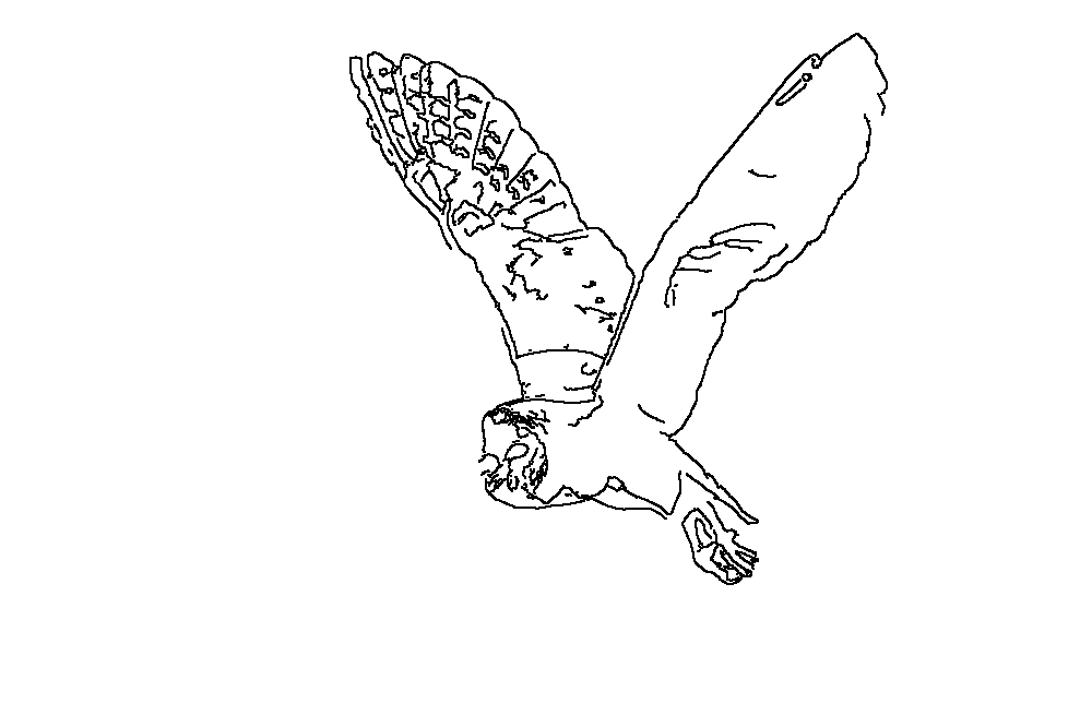 Owl 242