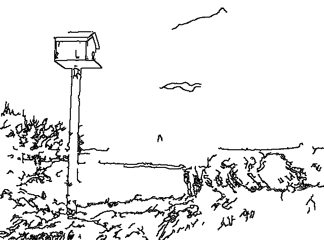 Owl 244
