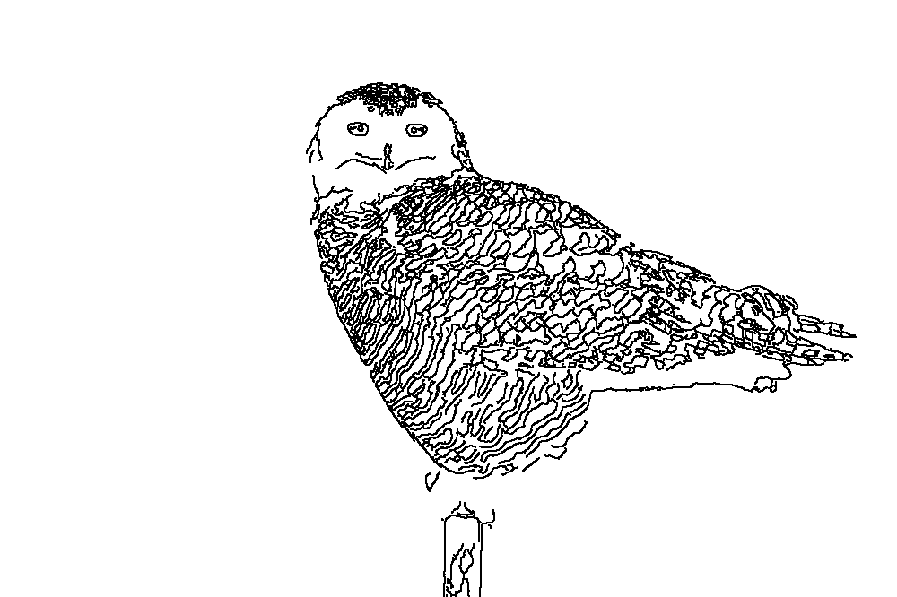 Owl 251