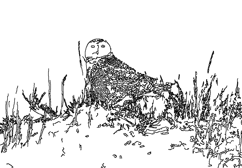 Owl 252