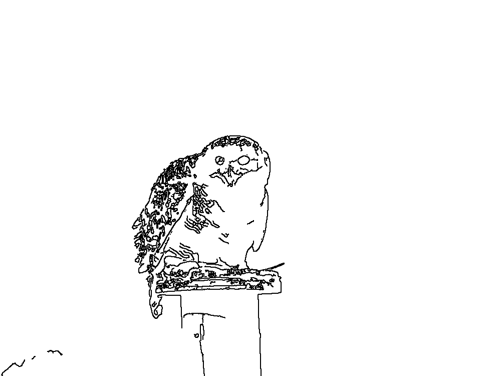 Owl 258