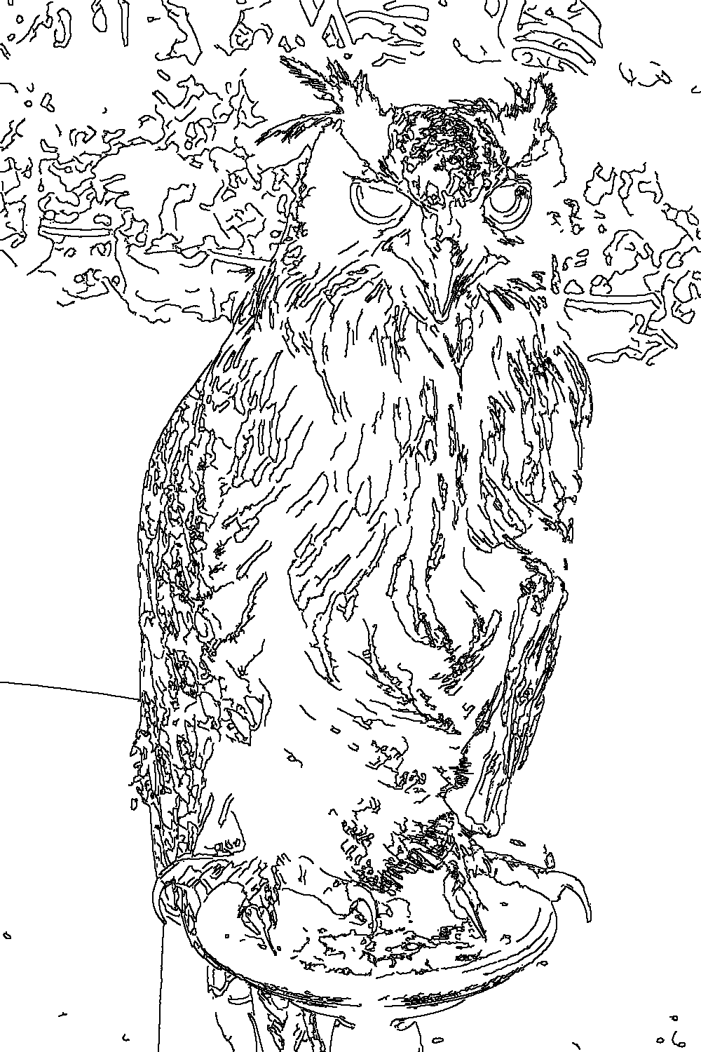 Owl 259
