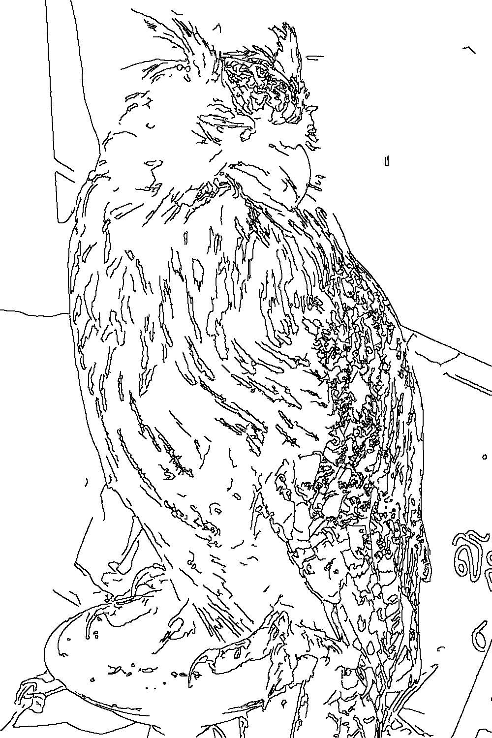 Owl 266