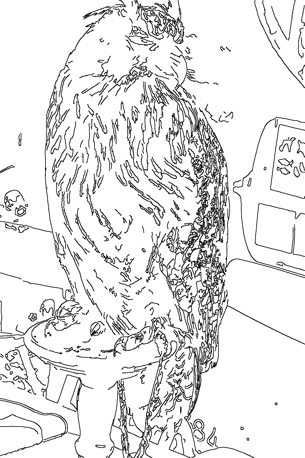 Owl 268