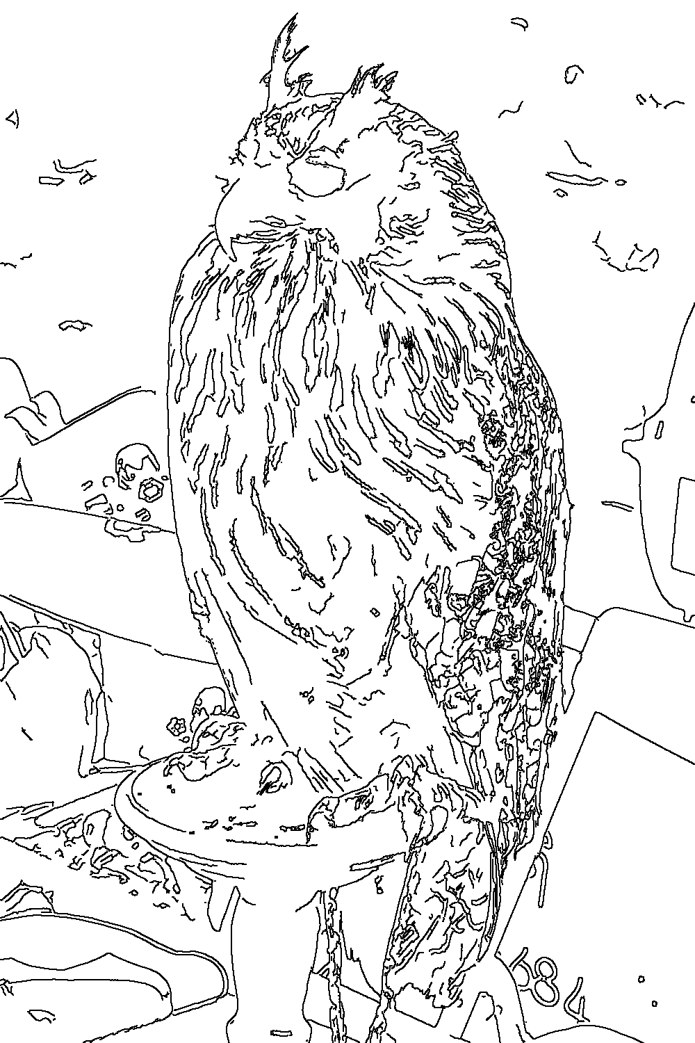 Owl 269