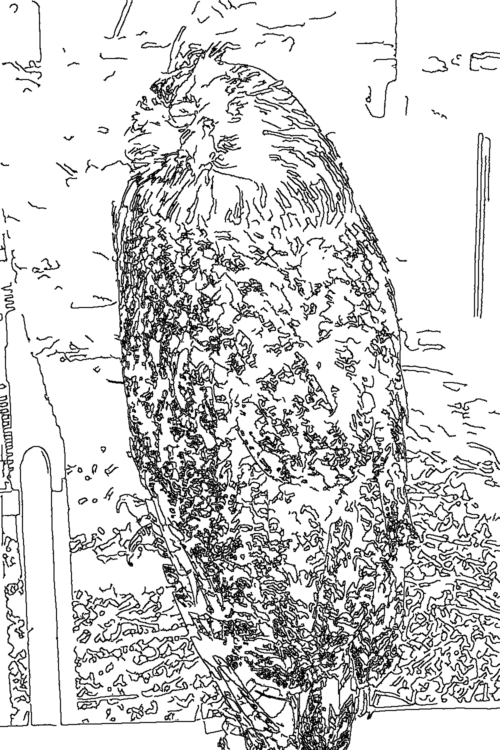 Owl 279