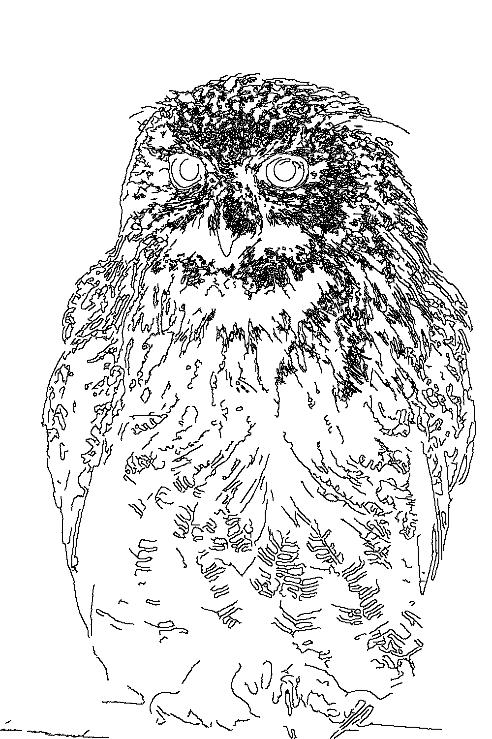Owl 294